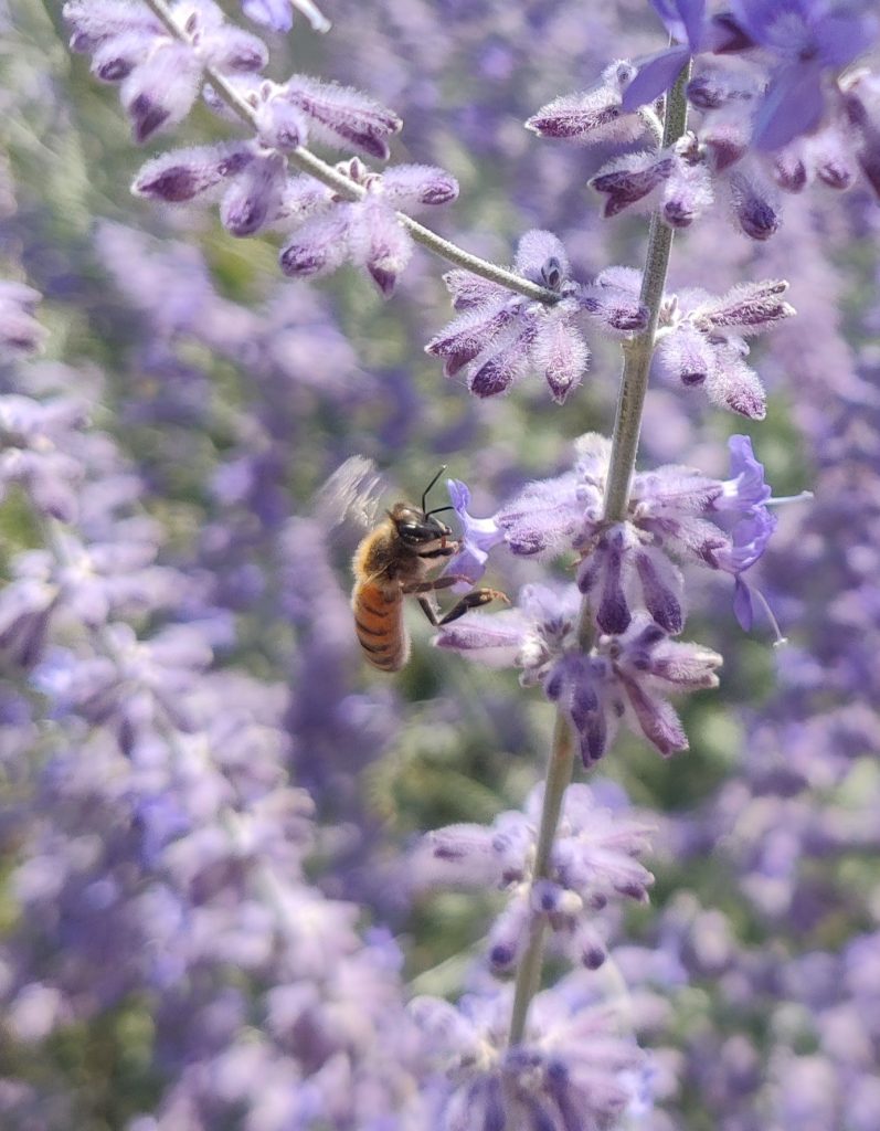 Perovskia_Blue_Spire_flowers_bee_up_cut_up