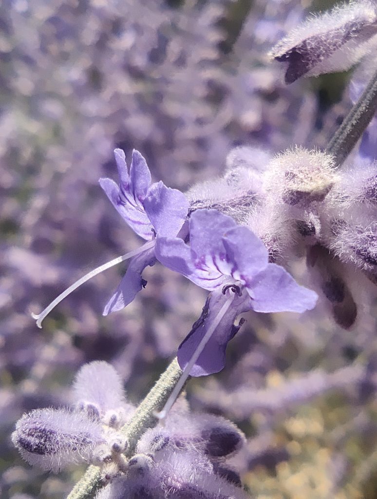 Perovskia_Blue_Spire_flowers_close2_cut_up