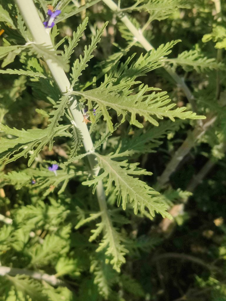 Perovskia_Blue_Spire_leaves_up1