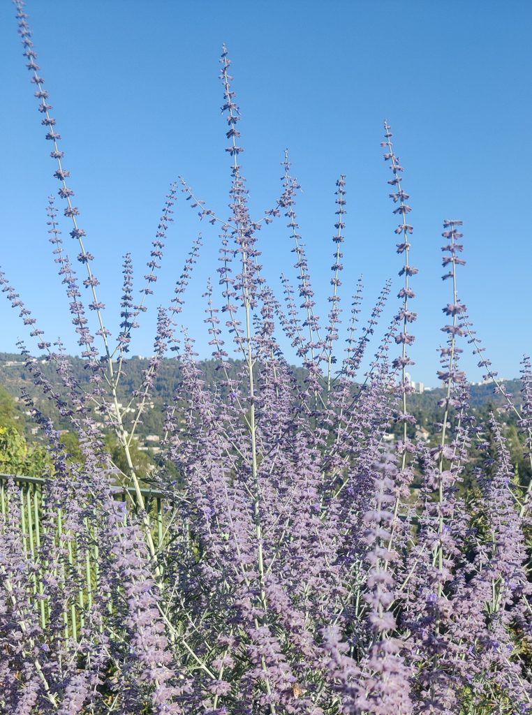 Perovskia_Blue_Spire_many_flowers_up1_cut_up