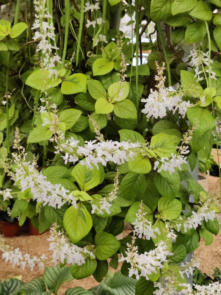 Plectranthus_ciliatus_Troys_Gold_flowers_up1