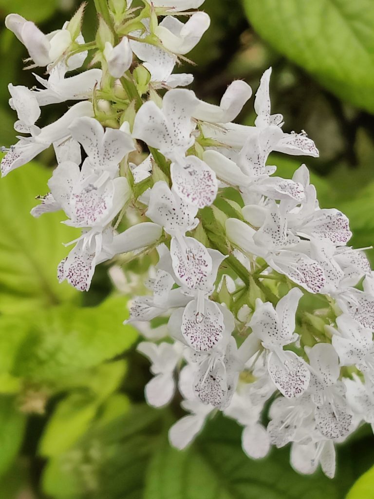 Plectranthus_ciliatus_Troys_Gold_flowers_up2