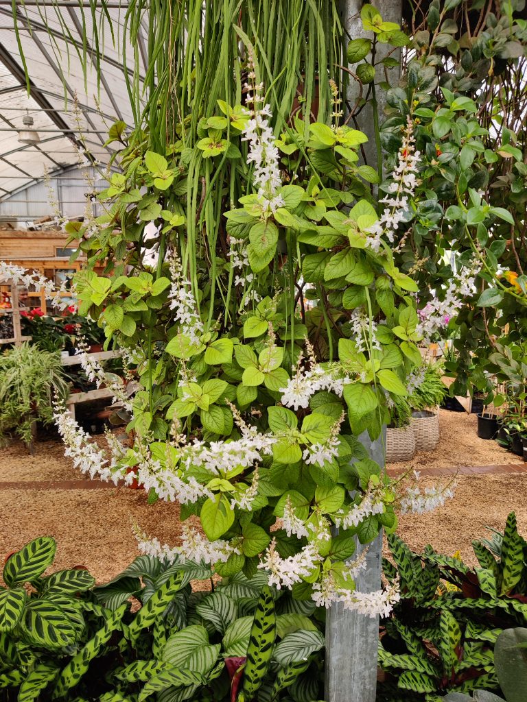 Plectranthus_ciliatus_Troys_Gold_full_flowers_up