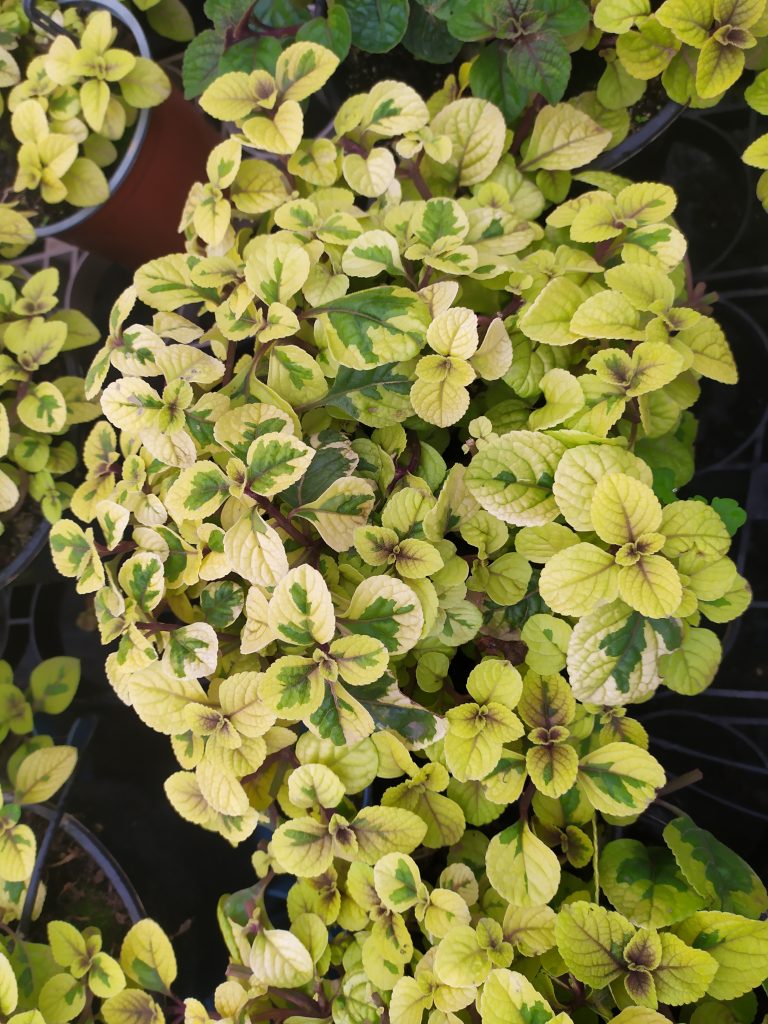 Plectranthus_ciliatus_Troys_Gold_group_up