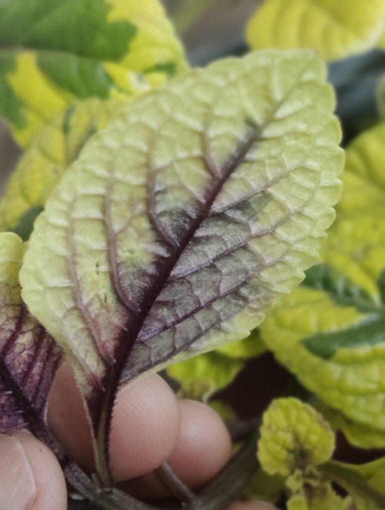 Plectranthus_ciliatus_Troys_Gold_leaf_back_cut_up