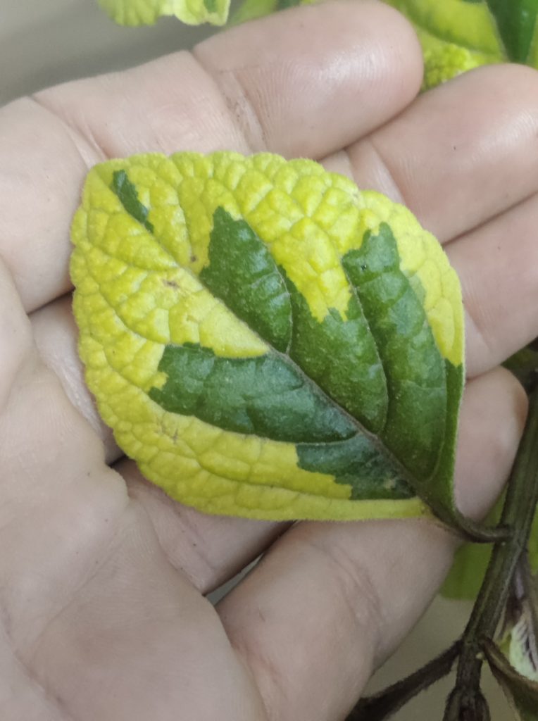 Plectranthus_ciliatus_Troys_Gold_leaf_cut_up