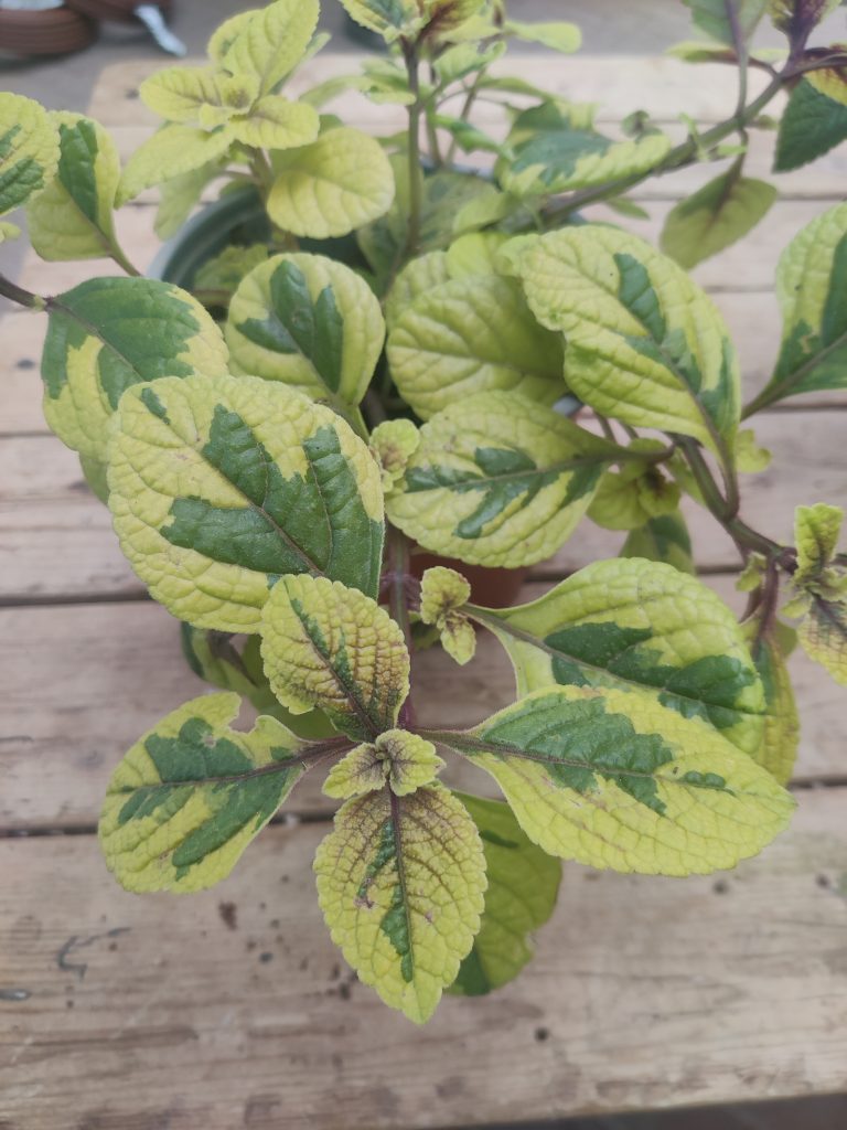 Plectranthus_ciliatus_Troys_Gold_leaves_up