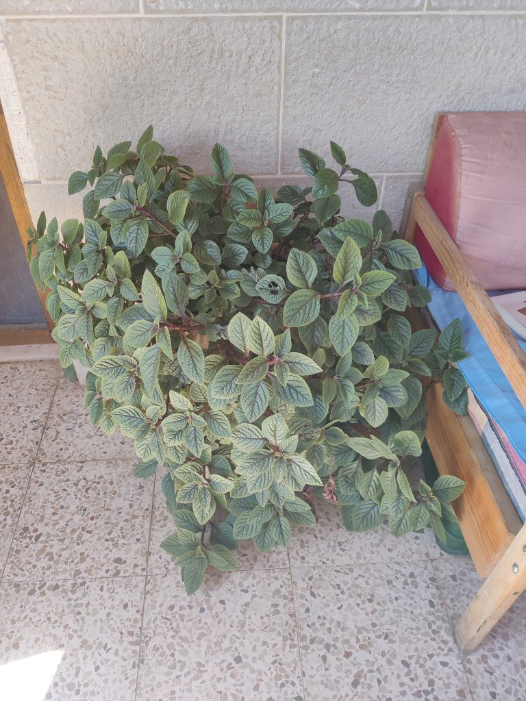 Plectranthus_ciliatus_full_up
