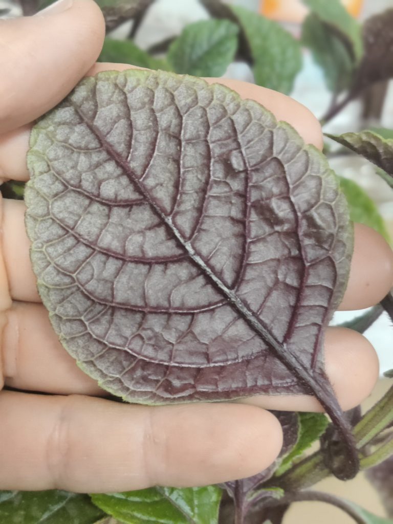 Plectranthus_ciliatus_leaf_back_up