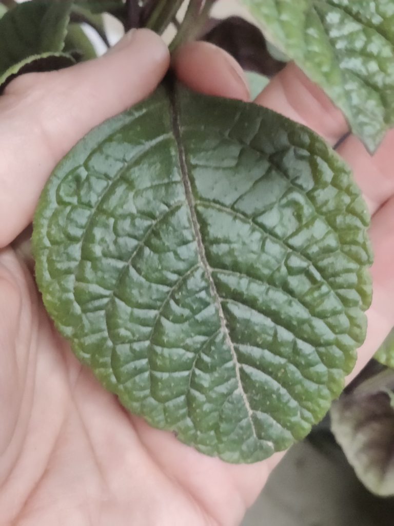 Plectranthus_ciliatus_leaf_up