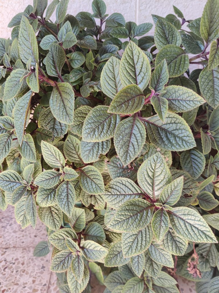 Plectranthus_ciliatus_leaves_up