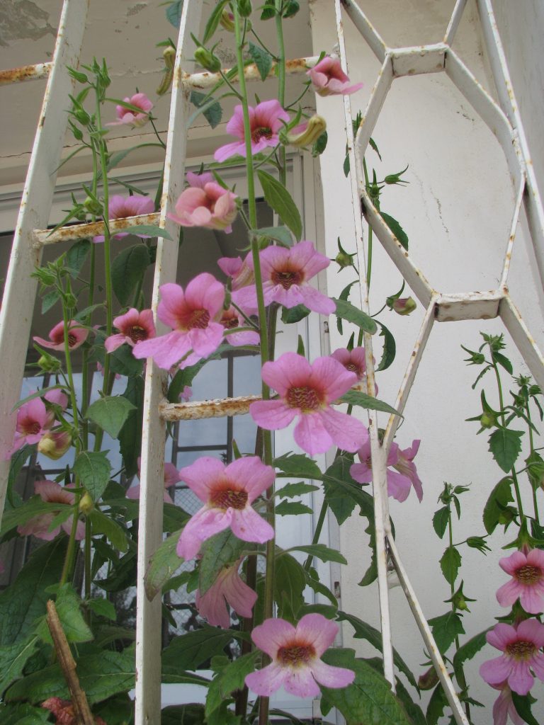 Rehmannia_elata_flower_spike_up1