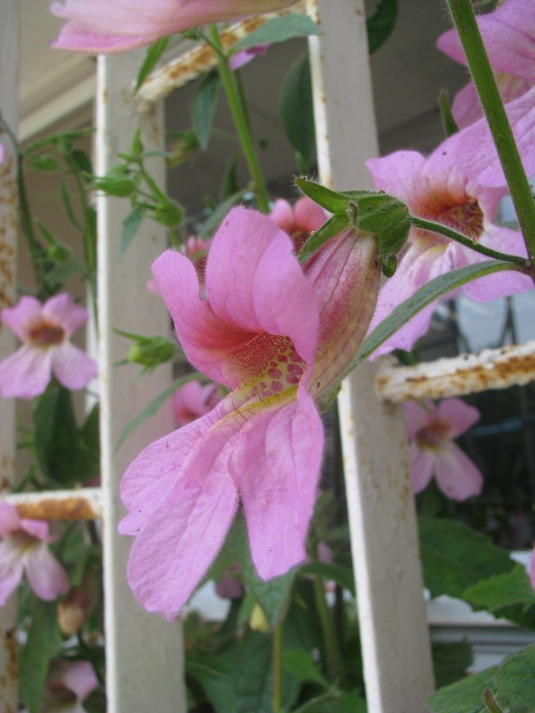 Rehmannia_elata_flower_up2