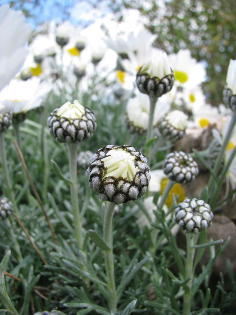 Rhodanthemum_hosmariense_buds_up1