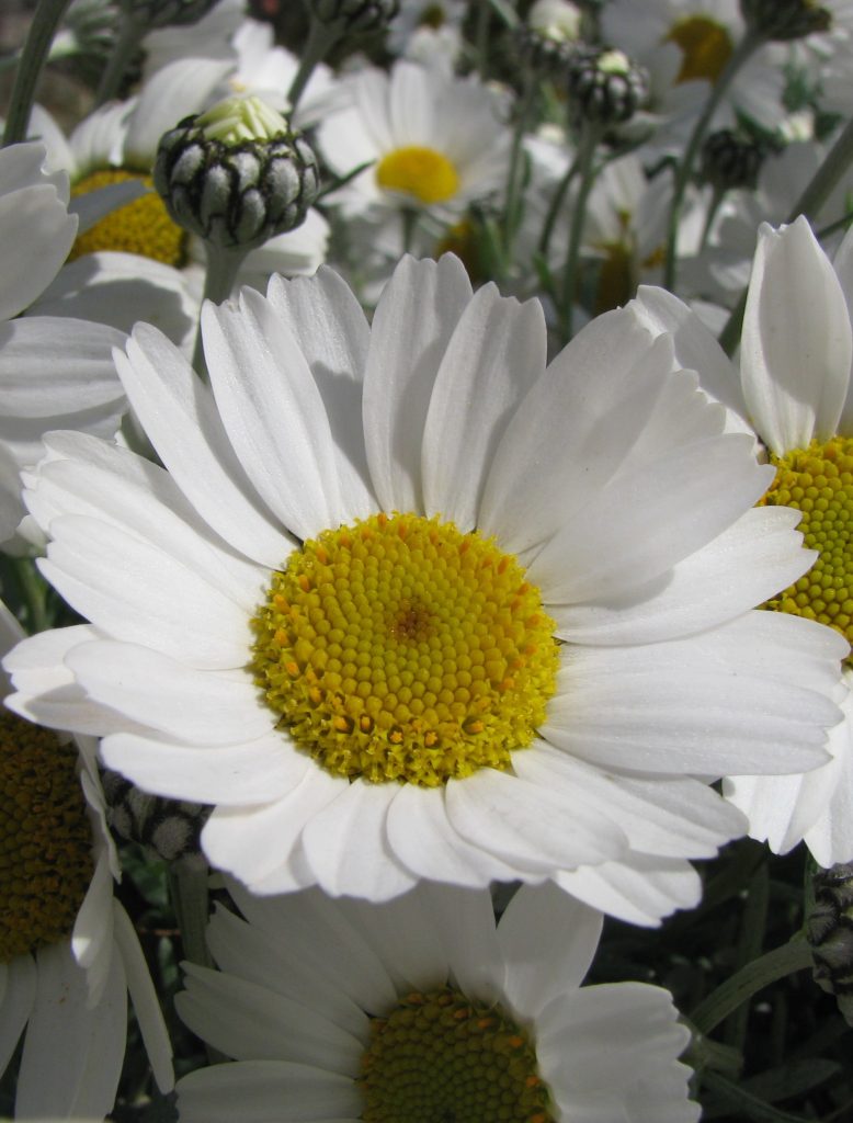 Rhodanthemum_hosmariense_flowers1_cut_up