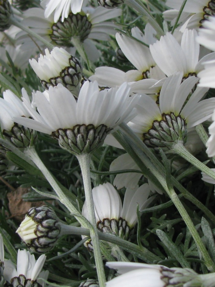 Rhodanthemum_hosmariense_flowers_undersides_cut_up
