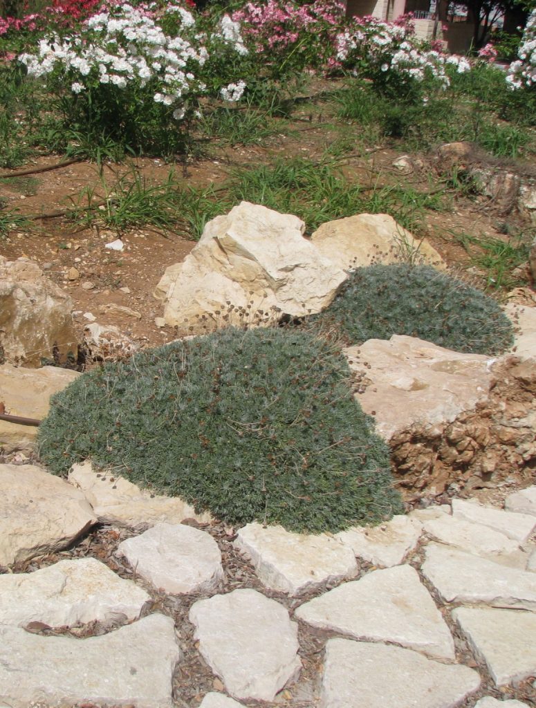 Rhodanthemum_hosmariense_group_foliage2_cut_up