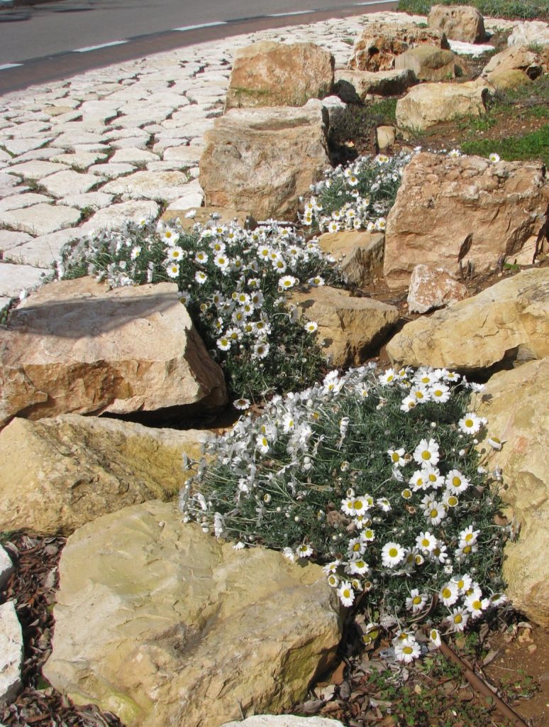 Rhodanthemum_hosmariense_group_up1_cut_up