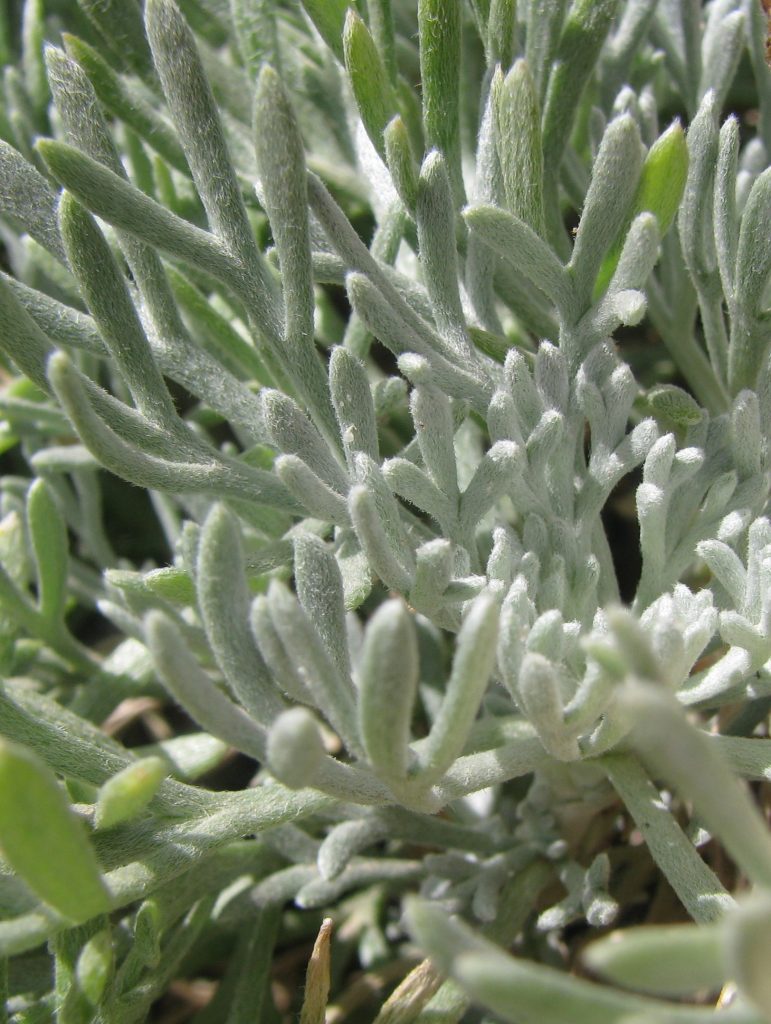 Rhodanthemum_hosmariense_leaves1_cut_up