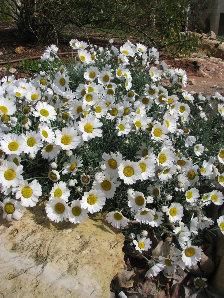Rhodanthemum_hosmariense_many_flowers_up1