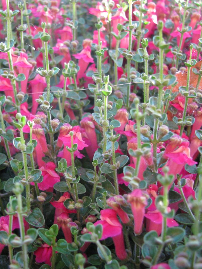 Scutellaria_suffrutescens_flowers_leaves1_cut_up
