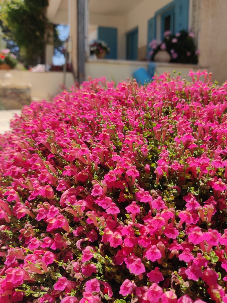 Scutellaria_suffrutescens_flowers_up1