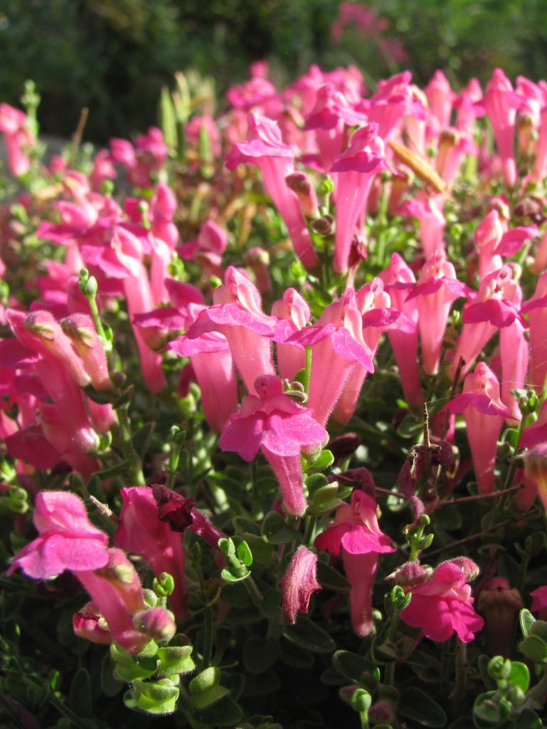 Scutellaria_suffrutescens_full_flowers1_cut_up
