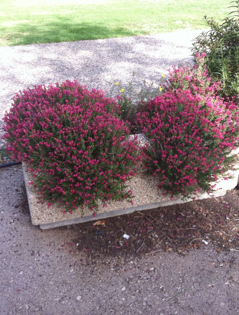 Scutellaria_suffrutescens_full_pot2_cut_up