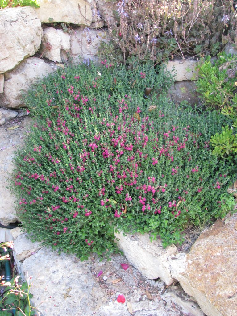 Scutellaria_suffrutescens_full_up1