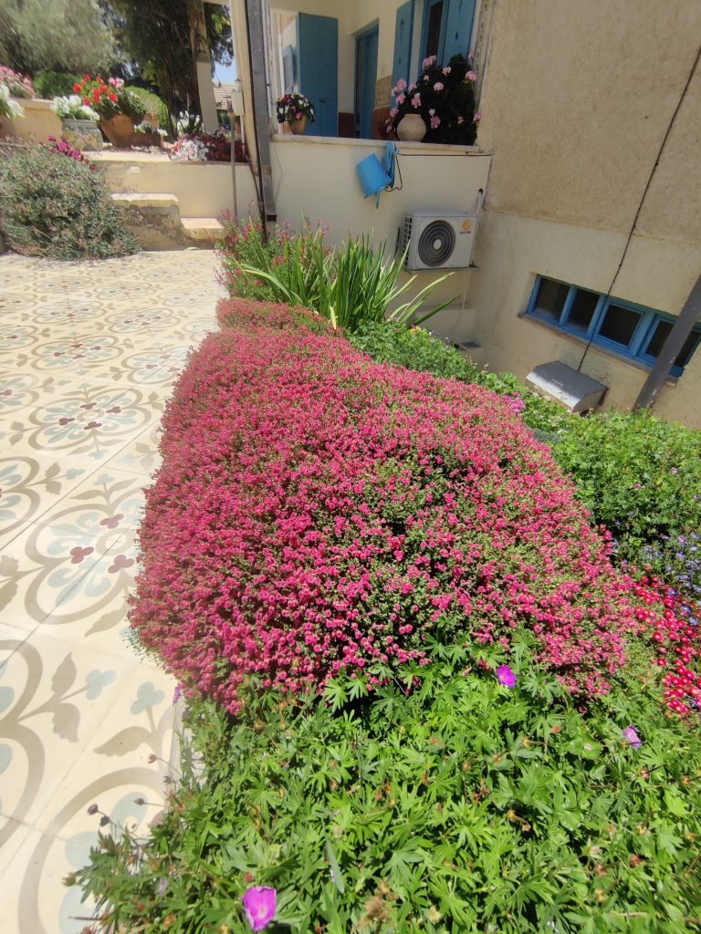 Scutellaria_suffrutescens_full_up2