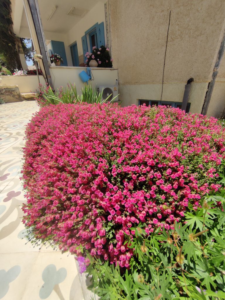 Scutellaria_suffrutescens_full_up3