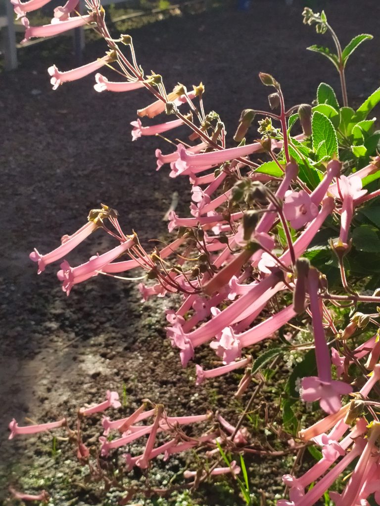 Sinningia_Lovely_flowers_up1