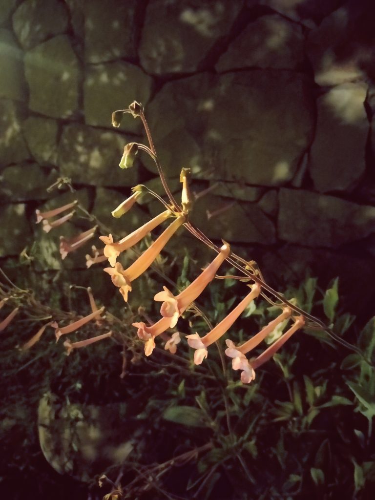 Sinningia_Lovely_flowers_up2