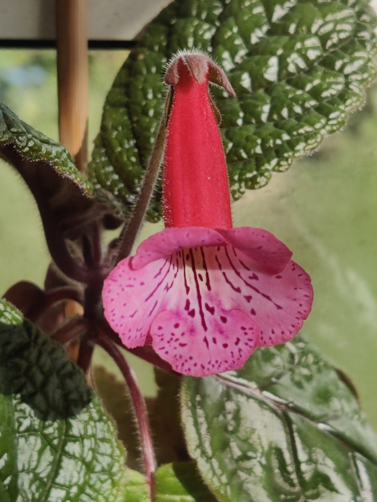 Sinningia_Romanza_flower_up1