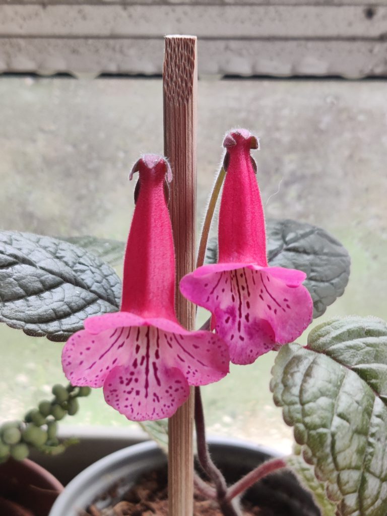 Sinningia_Romanza_flowers_up2