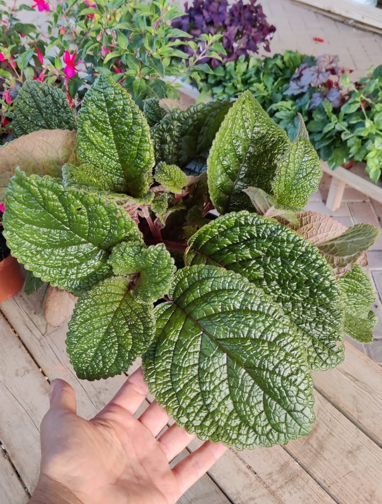 Sinningia_Romanza_leaves_cut_up