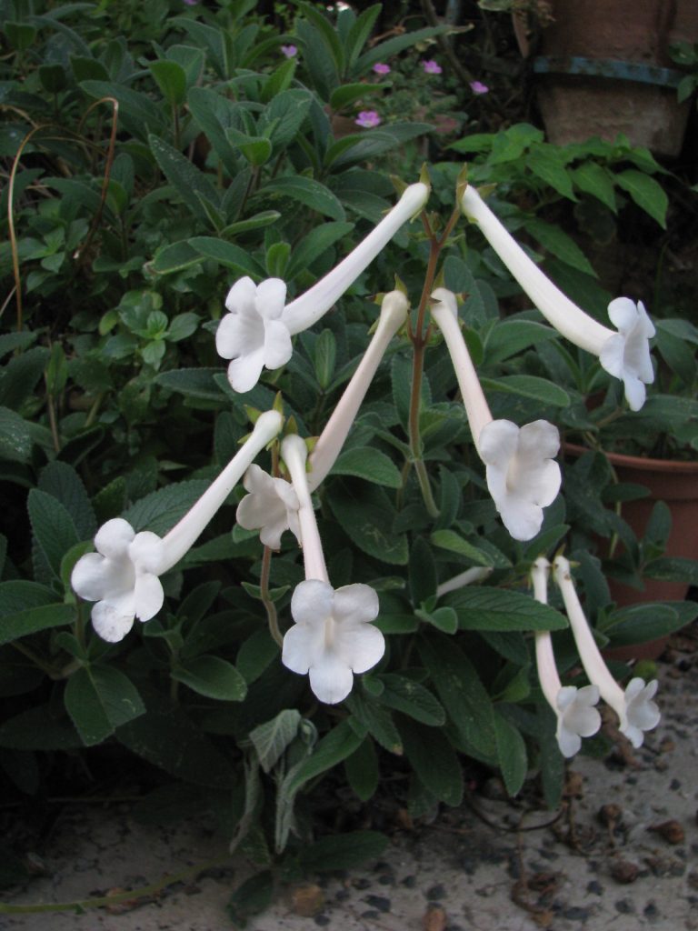 Sinningia_tubiflora_flowers_up1