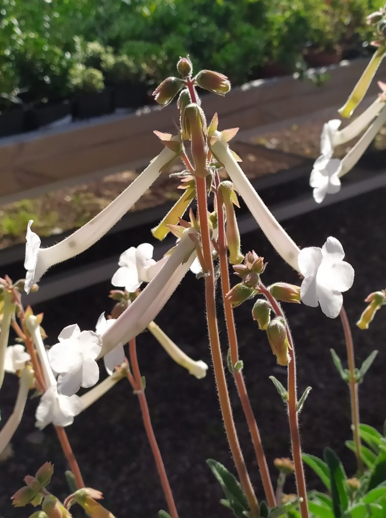 Sinningia_tubiflora_flowers_up2_cut_up