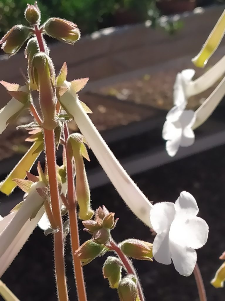 Sinningia_tubiflora_flowers_up2_cut_up2