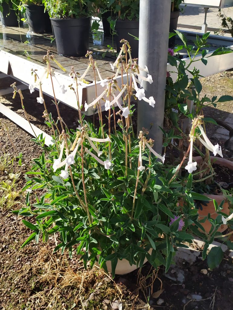 Sinningia_tubiflora_full_up1_cut_up