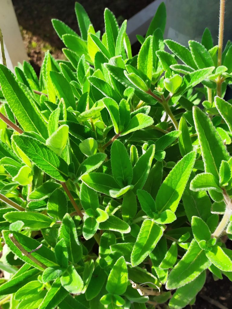 Sinningia_tubiflora_leaves_up1_cut_up