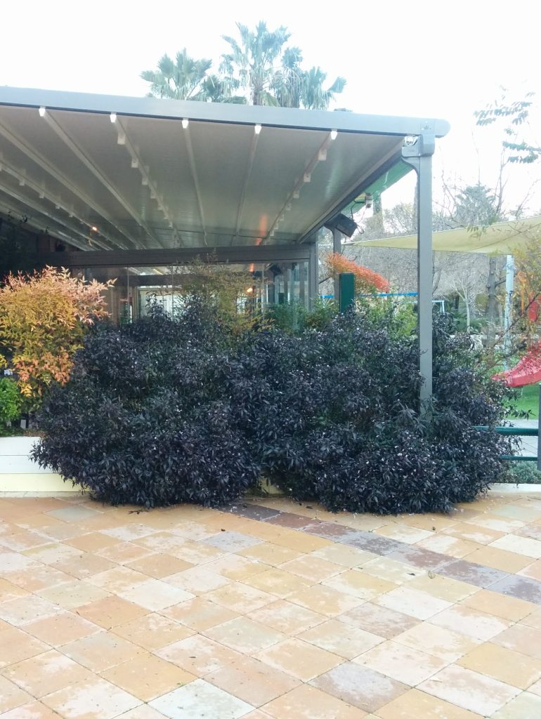 Strobilanthes_anisophyllus_full3_cut_up