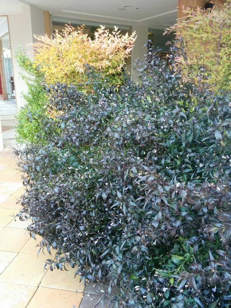 Strobilanthes_anisophyllus_full_up1