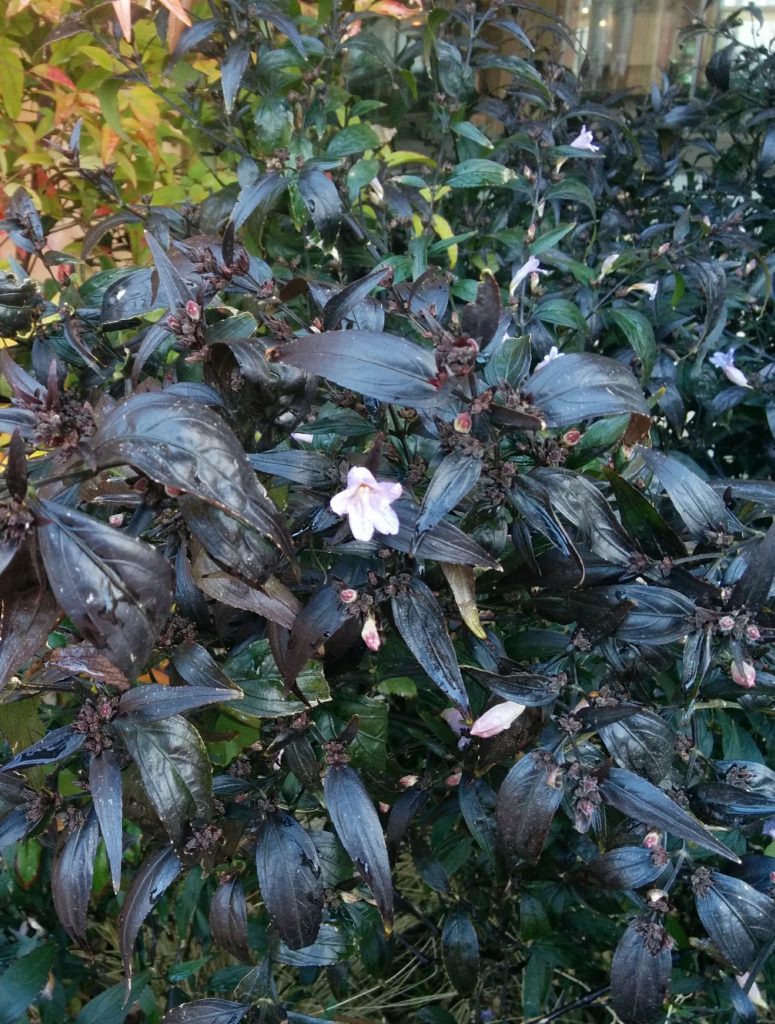 Strobilanthes_anisophyllus_leaves_flowers_cut_up