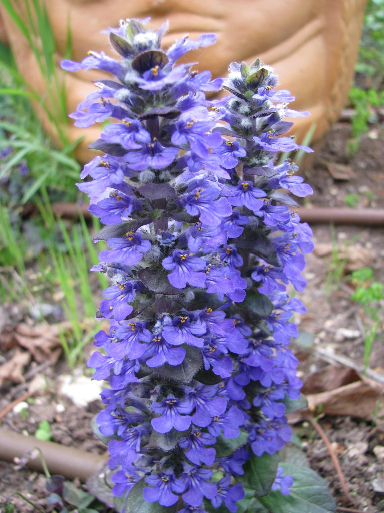 Ajuga_reptans_Catlin's_Giant_flowers_up1