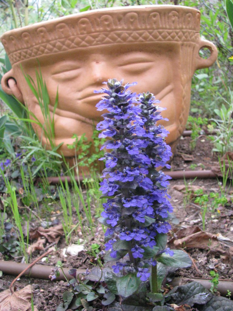Ajuga_reptans_Catlin's_Giant_flowers_up2