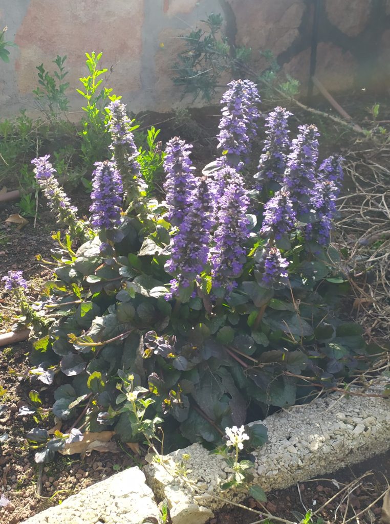 Ajuga_reptans_Catlin's_Giant_full_flowers_cut_up