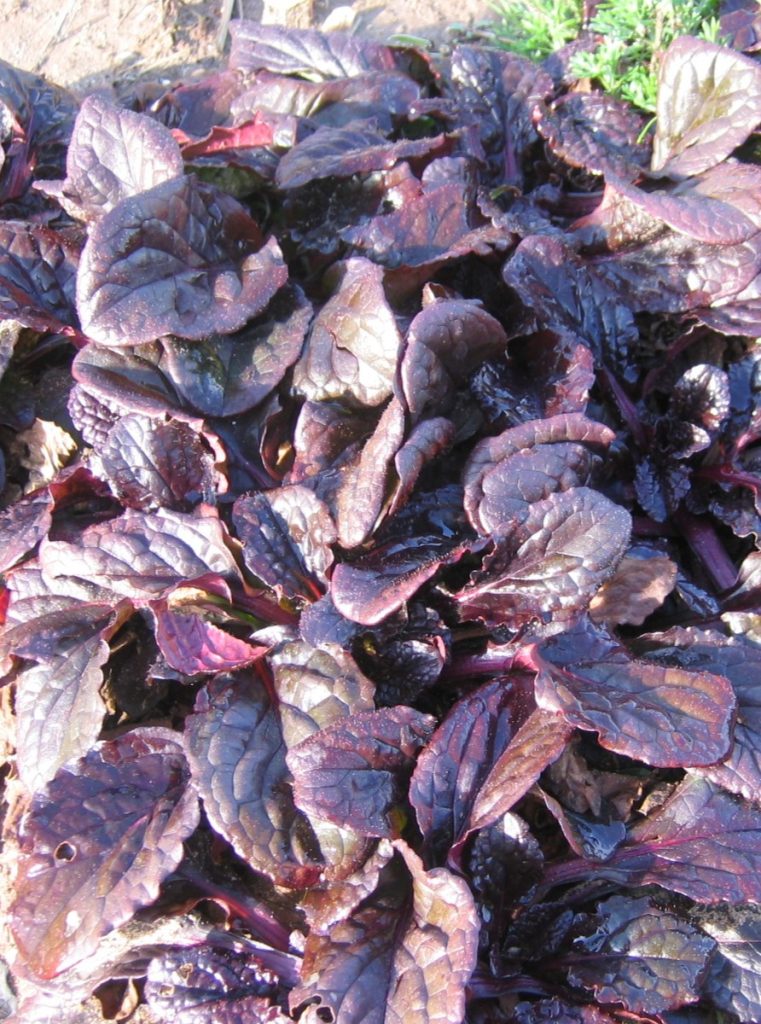 Ajuga_reptans_Catlin's_Giant_leaves1_cut_up