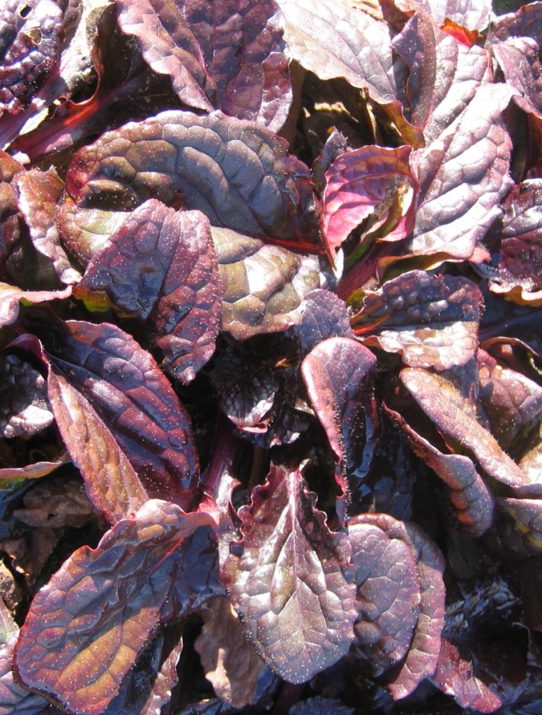 Ajuga_reptans_Catlin's_Giant_leaves2_cut_up