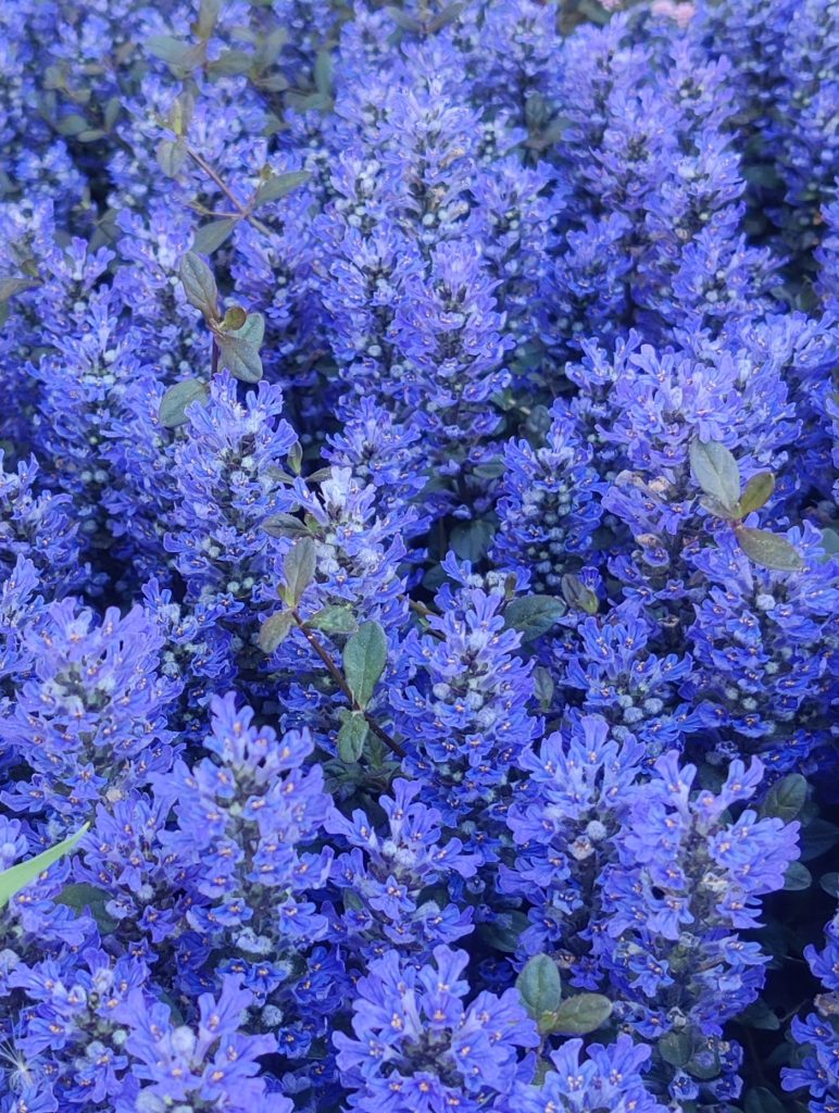 Ajuga_x_tenorii_Chocolate_Chip_carpet_flowers_up1_cut_up